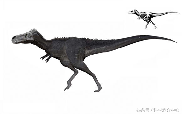 食草恐龙有什么种类,中国棘龙科恐龙种类