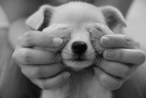 二哈纯不纯鉴定视频,二哈纯不不纯主要看眼神