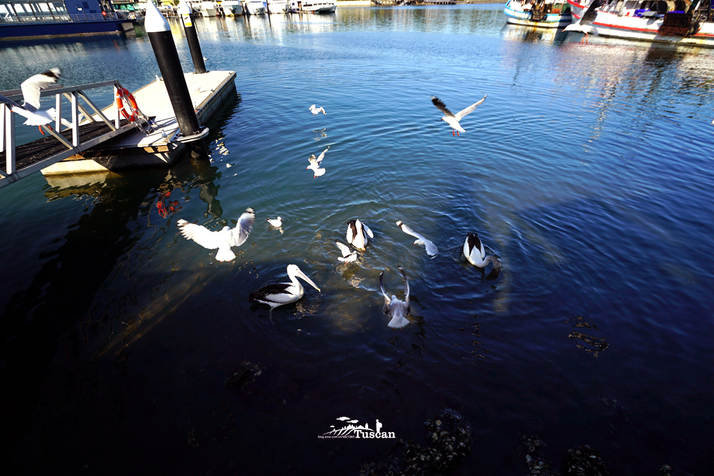 悉尼旅游攻略网红,怎么攻略悉尼