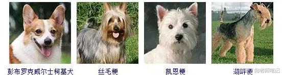 狗狗品种大全按体型智商怎么分,聪明狗狗品种大全及图片及名字