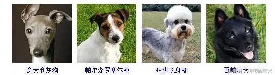 狗狗品种大全按体型智商怎么分,聪明狗狗品种大全及图片及名字