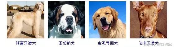 狗狗品种大全按体型智商怎么分,聪明狗狗品种大全及图片及名字