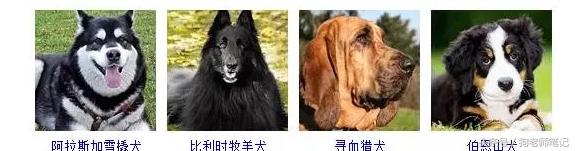 狗狗品种大全按体型智商怎么分,聪明狗狗品种大全及图片及名字