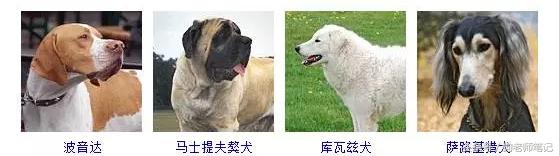 狗狗品种大全按体型智商怎么分,聪明狗狗品种大全及图片及名字
