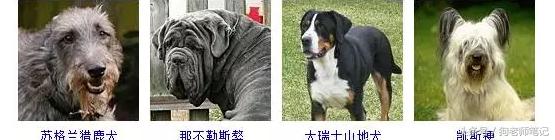 狗狗品种大全按体型智商怎么分,聪明狗狗品种大全及图片及名字