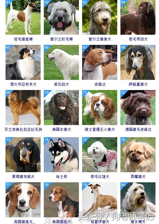 狗狗品种大全按体型智商怎么分,聪明狗狗品种大全及图片及名字