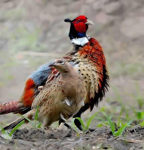 云南十大漂亮的鸡,云南第一生态鸡