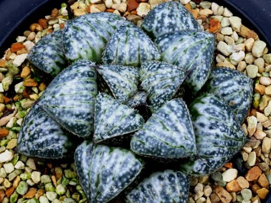 十二卷寿品相,十二卷玉寿