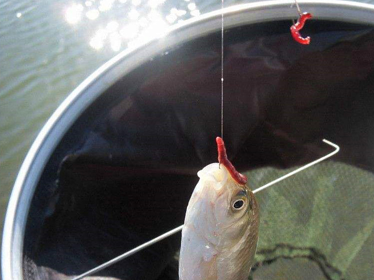 冬钓鲫大红虫好还是小红虫好,冬季用红虫鲫还是腥香鲫好