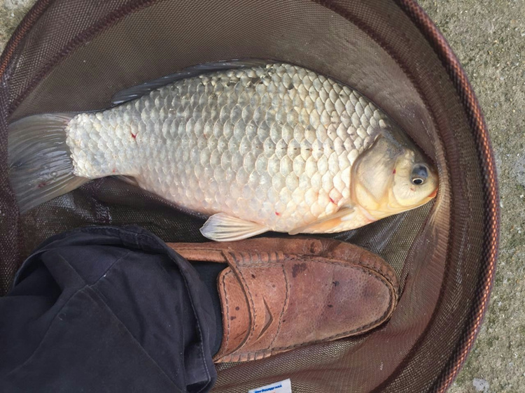 冬钓鲫大红虫好还是小红虫好,冬季用红虫鲫还是腥香鲫好