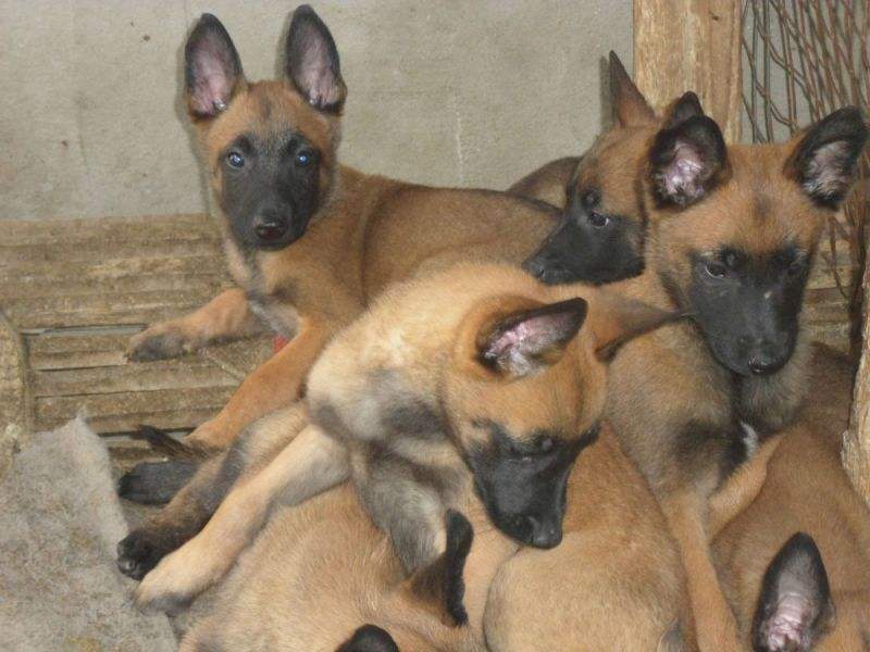 马犬霸气超燃视频,马犬幼犬