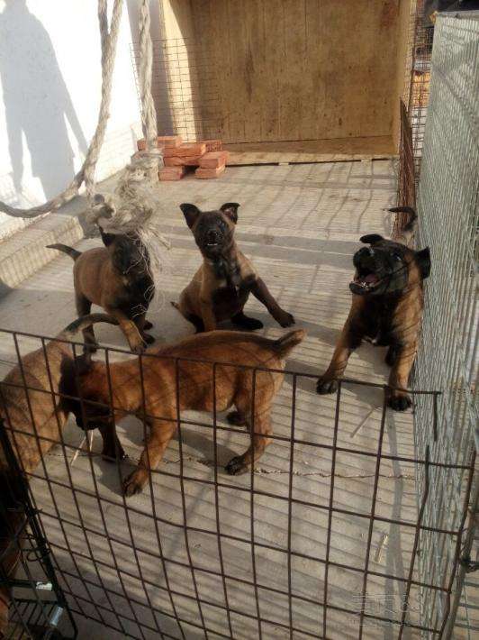 马犬霸气超燃视频,马犬幼犬