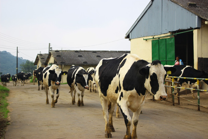 斯里兰卡旅游7天多少钱,去斯里兰卡最便宜方法