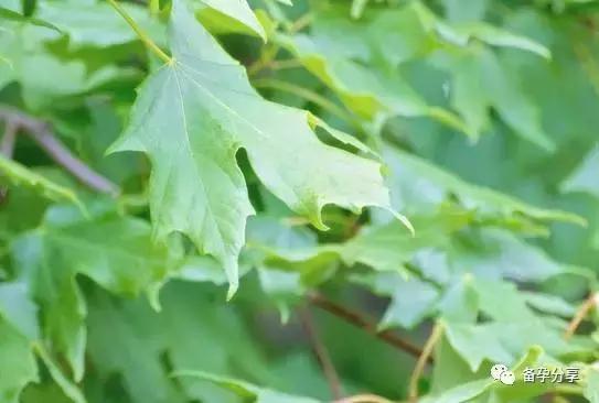 备孕除了吃叶酸还需要补维生素吗,孕妇备孕需要补叶酸哪个牌子好