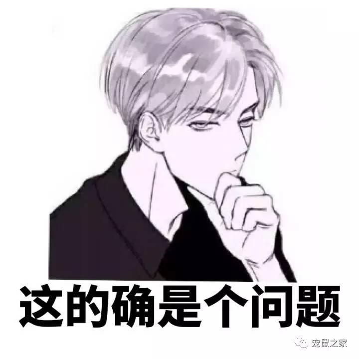 做四有军人,做豚鼠便当