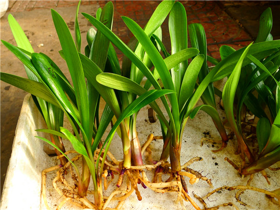 花卉盆栽扦插苗养护技术,花卉扦插快速生根技巧图片