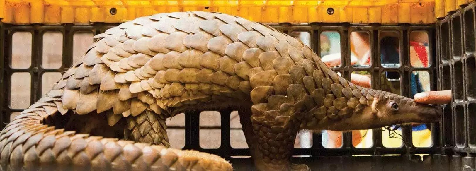 穿山甲铠甲有多硬,为什么说穿山甲的盔甲是软肋