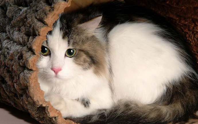 养猫的乐趣萌,养猫的乐趣是什么