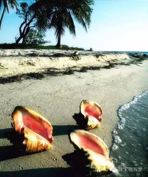 没听过它，还敢说自己喜欢珍珠？