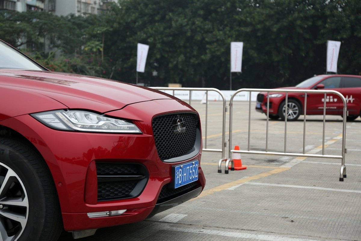 家宠美洲虎,人工饲养的美洲虎