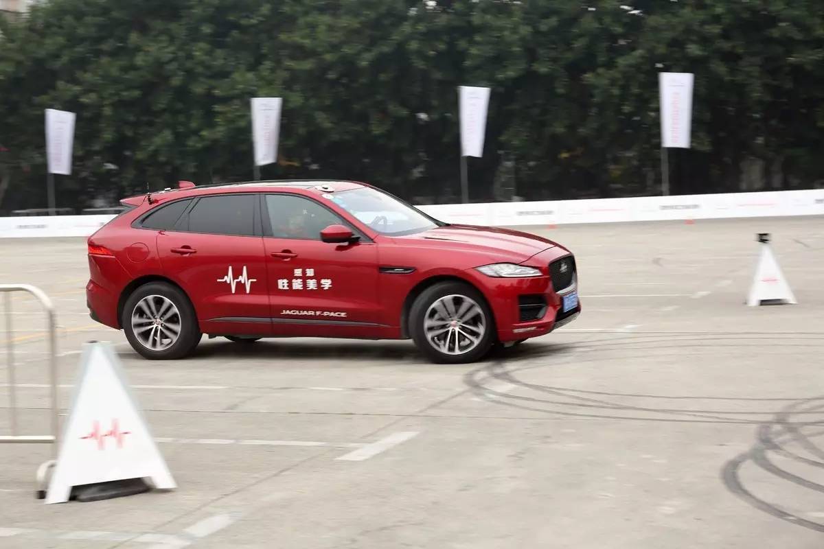 家宠美洲虎,人工饲养的美洲虎