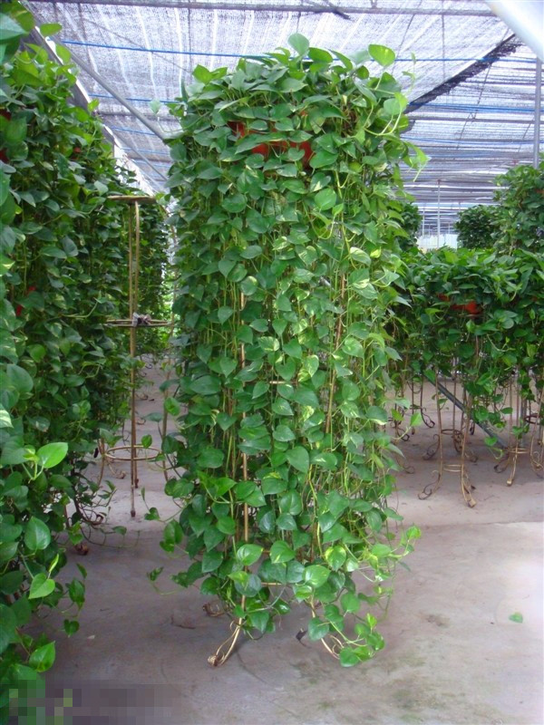 绿萝的花需要太阳吗,绿萝养法十种养不死的室内绿植