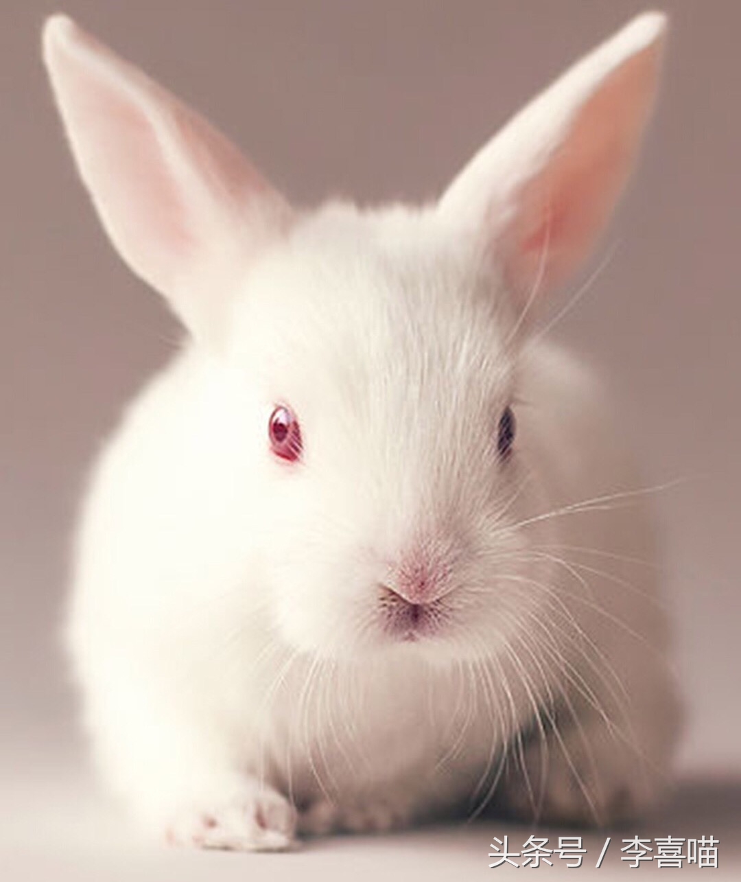 如何养好宠物兔子的方法,什么兔子比较好当宠物也好养