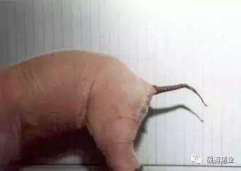 猪霉菌毒素最怕三种克星,猪霉菌毒素中毒有什么症状