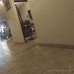 哈士奇冰箱质量可靠吗,冰箱里的哈士奇