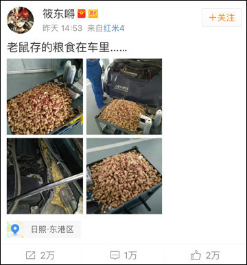 老鼠存一年的花生被车主发现,老鼠存花生被车主发现