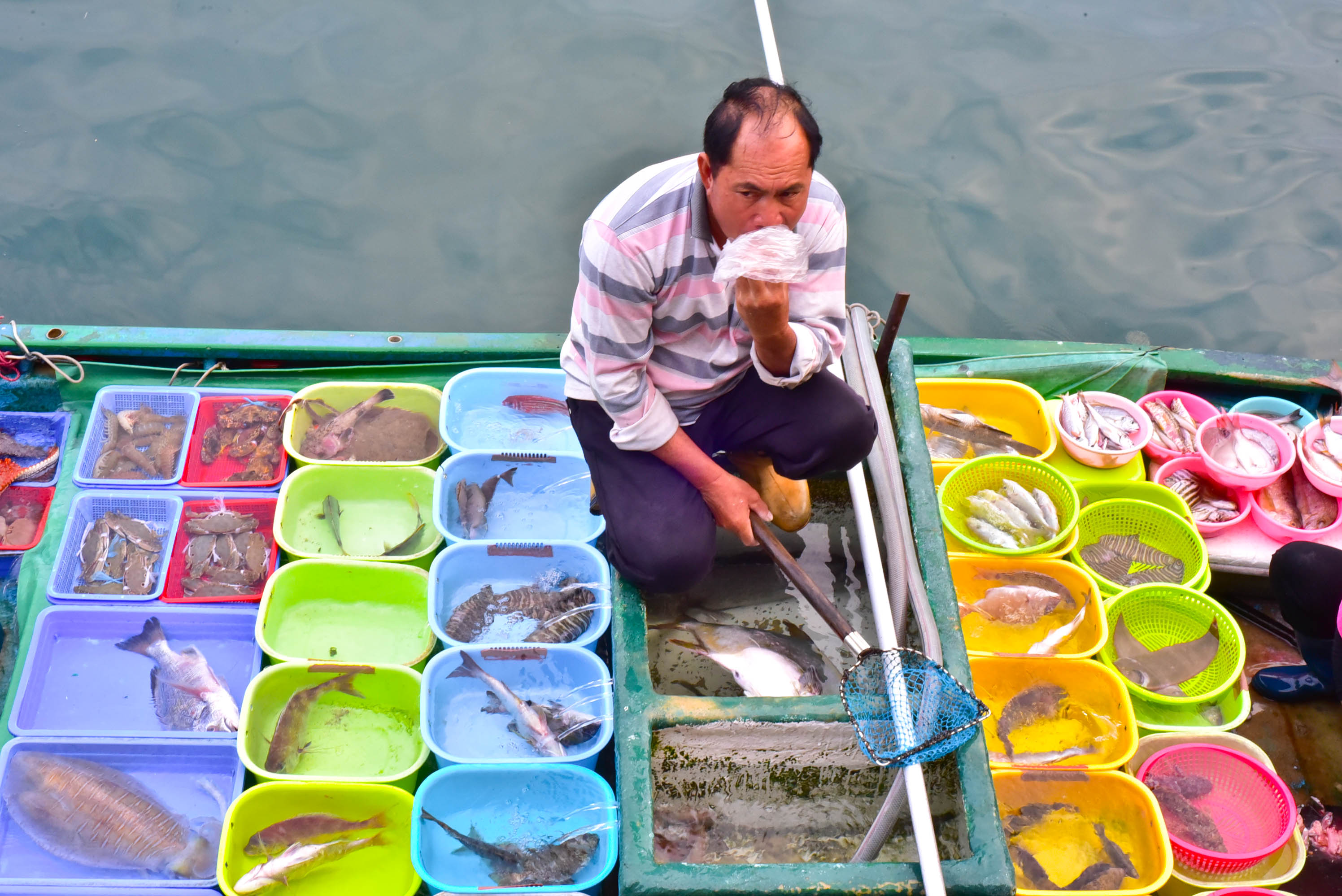 兔子游日本,兔子海边旅行记