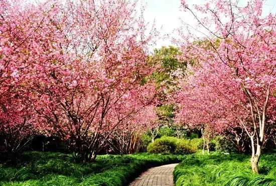 中山公园一进门是什么,中山公园怎么静悄悄的