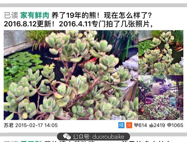 黄色熊童子多肉植物状态图,多肉植物熊童子怎么养