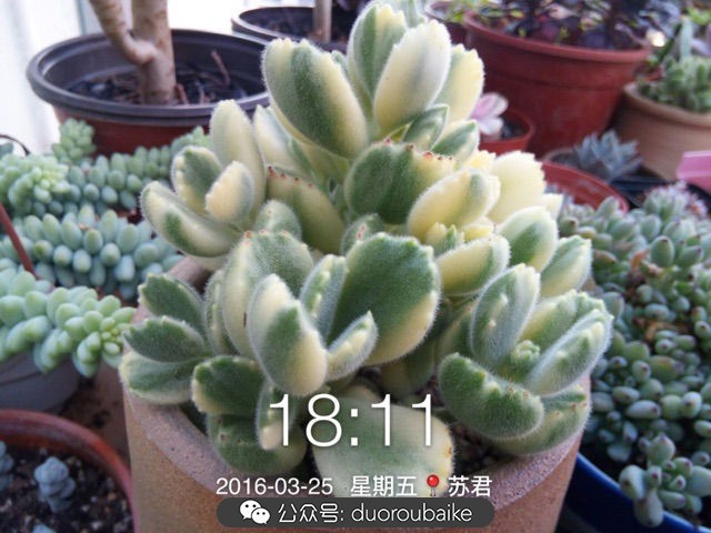 黄色熊童子多肉植物状态图,多肉植物熊童子怎么养