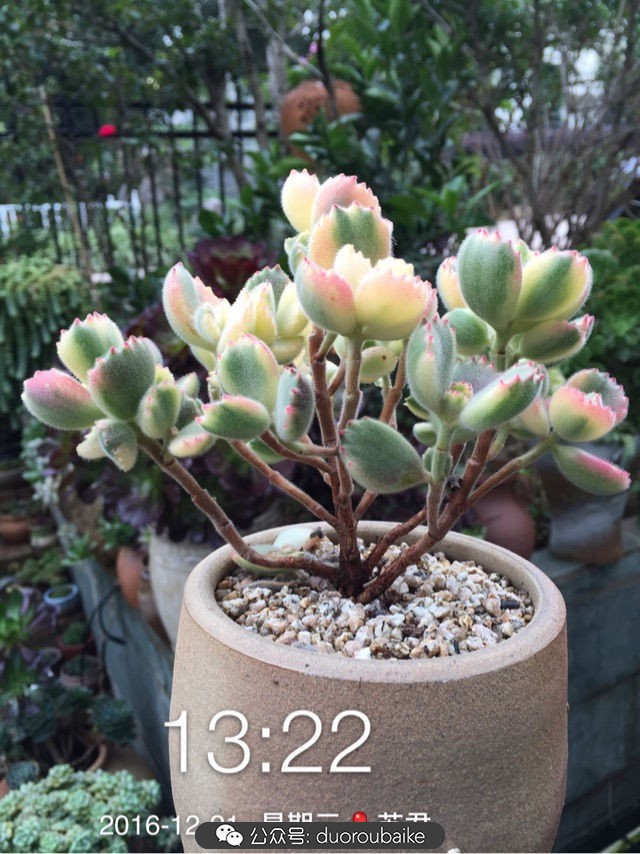 黄色熊童子多肉植物状态图,多肉植物熊童子怎么养