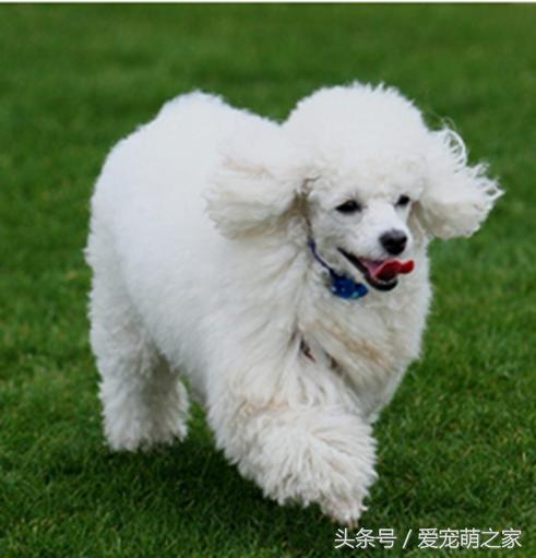 泰迪贵宾犬幼崽怎么养,贵宾犬泰迪日常喂养方法