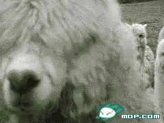 盘点那些年遇到的奇葩客户,犬舍里的奇葩