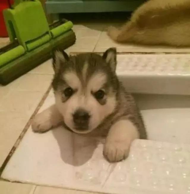 老鼠——我可能藏了假花生