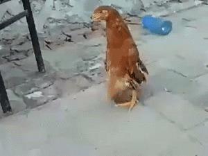 璀︽儠铏氬亣娓告垙,璀︽儠璇堥獥娓告垙