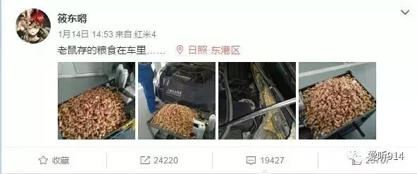 老鼠在车里藏花生嗷嗷叫,老鼠在车里藏粮食