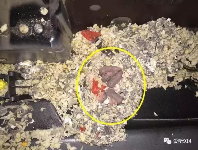老鼠在车里藏花生嗷嗷叫,老鼠在车里藏粮食