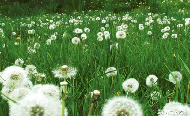 在家里的阳台种植什么草药好 (阳台可以种什么中草药又好看)