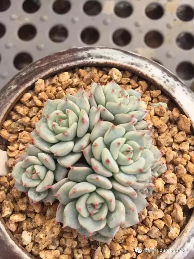 没有暖气的包邮区，肉肉照样美美的！