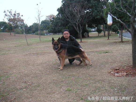 狗狗正确的洗澡步骤，附上爱犬照片