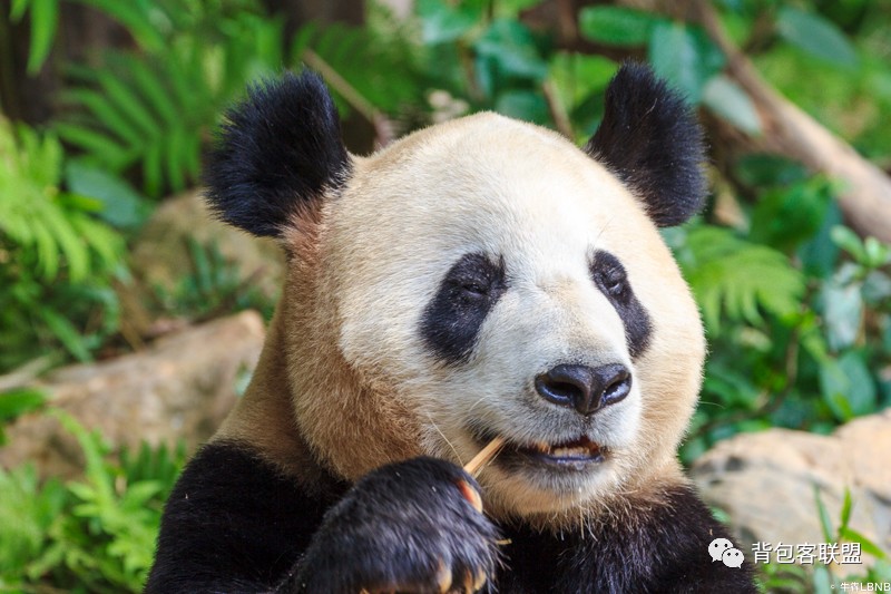 广州长隆详细旅游攻略,长隆野生动物园下雨攻略