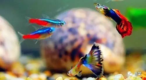 水草缸养小型热带鱼用多大的缸好,水草缸适合混养哪些小型热带鱼