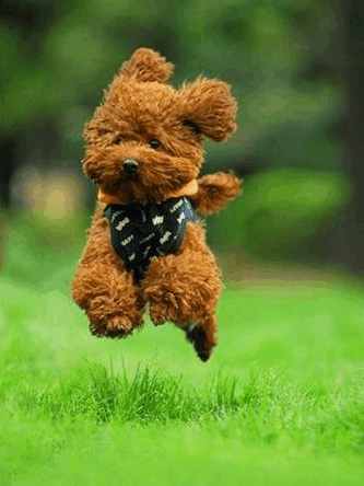 宠物托运流程宠物出行必备知识,带狗子回家过年宠物托运