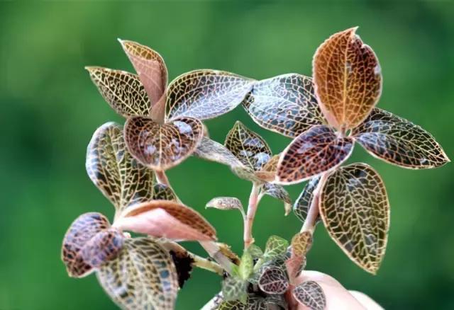 福建汀州土特产,福建零食特产有哪些