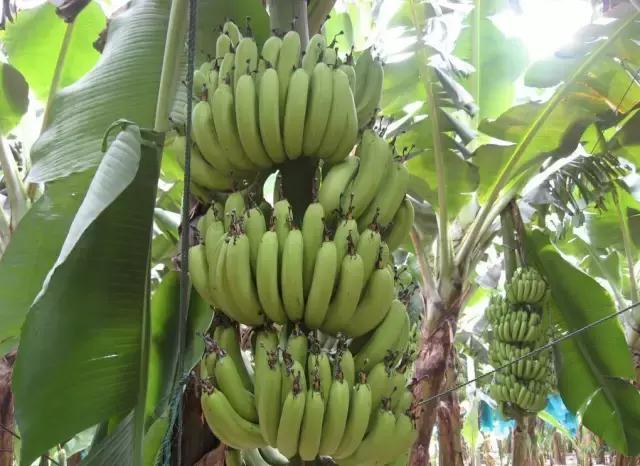 福建汀州土特产,福建零食特产有哪些