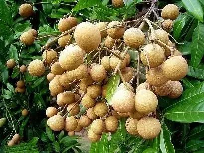 福建汀州土特产,福建零食特产有哪些